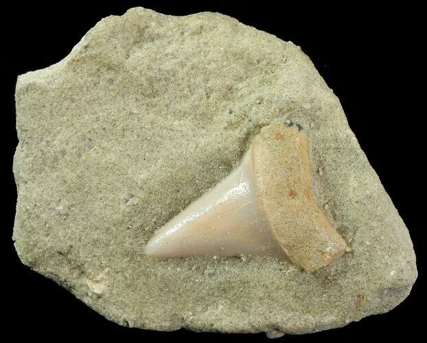 Mako Shark Tooth Fossil On Sandstone - Bakersfield, CA #68992